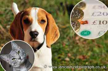 Cost of living: 5 tips on how to cut down pet care costs