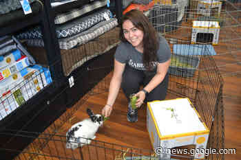 Rabbitats brings abandoned and feral bunnies to Langley for foster ... - Aldergrove Star
