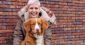 Zorghond Ubas biedt afleiding aan bewoners van ... - Het Laatste Nieuws