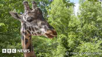 Dudley Zoo announces death of Kubwa the giraffe - BBC