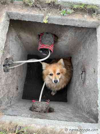 Altamura, l'Anpana salva un volpino caduto in un tombino e un ... - AltamuraLive