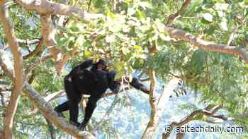 Not Where We Thought: Human Bipedalism May Have Evolved in Trees