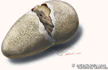 New Dinosaur Egg Species Helps Crack Mystery of Cretaceous Ecosystem in Japan