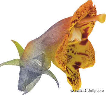 The Hidden Secrets of Flowers – Understanding Floral Evolution