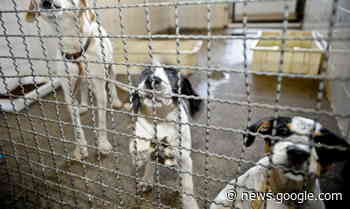 Me Leva Pra Casa: Itapevi promove Feira de Adoção de animais ... - Giro S/A Notícias da Região Oeste da Grande São Paulo