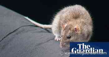 Rentokil pilots facial recognition system as way to exterminate rats