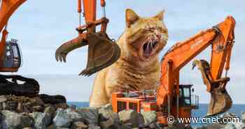 US Army Corp of Engineers Cat Calendar Is Really Bad (and Brilliant)     - CNET