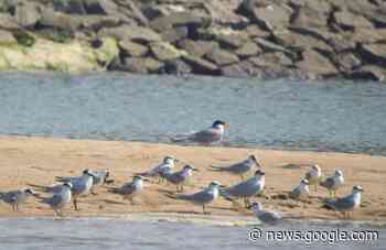 Bird Census: 21 New Species Visit Odisha's Berhampur Forest ... - OdishaBytes