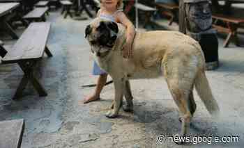 Wenn Hunde das eigene Herrchen beißen - Urteil des OLG Celle ... - anwalt.de