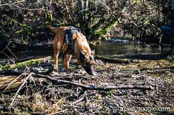 Hoe honden met hun neus zeldzame dieren en planten helpen te ... - Knack.be