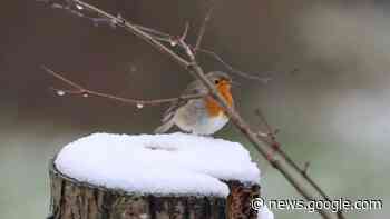 Sneeuwblog: waarschuwing voor gladheid • dieren genieten van de ... - Omroep Brabant