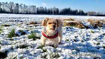 Koude pootjes en witte neusjes: de leukste dieren in de sneeuw - Omroep Brabant