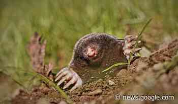 Partij voor de Dieren Hollandse Delta wil einde aan gevaarlijke ... - Groot Hellevoet