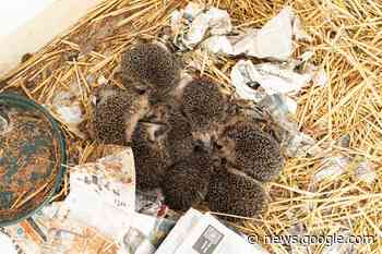 Warmte in de stad: voor dieren en planten lijkt het al lente (en ... - Parool.nl