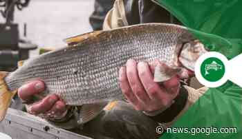 Liberate i Coregoni del Garda! - Fishingmania