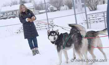 VIDEO: Arnprior winter carnival goers ride a dog sled - Ottawa Valley News