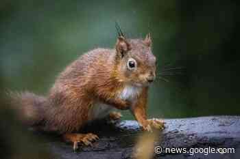 Red squirrels introduced at Co Down National Trust property - Ealing Times