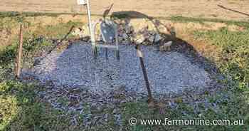 Carp pose a threat to northern silage quality