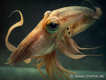 Tintenfischgewebe und Chemie verbinden sich zu vielseitigen Hydrogelen