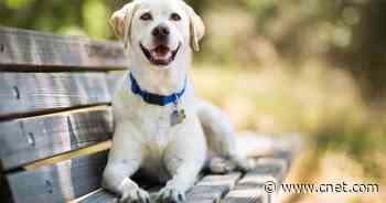 A Vet Picks His Top 5 Dog Breeds:     - CNET