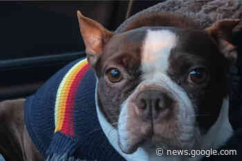 Superman’s Son Shares Fundraiser For Dog Abandoned In Mission - Abbotsford News