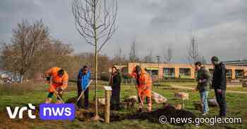 Leuven plant "klimaatbomen" op Philipssite: "Al bijna 10.000 nieuwe ... - VRT.be