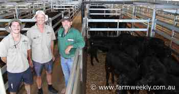 One of the most even quality yardings seen