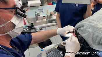 Chew on This: Pets Need Dental Care Too