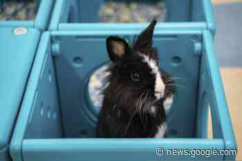 Hong Kong pet rabbits enjoy bunny resort while owners away ... - Lacombe Express