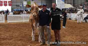 International Dairy Week Guernsey champ tagged as world leading