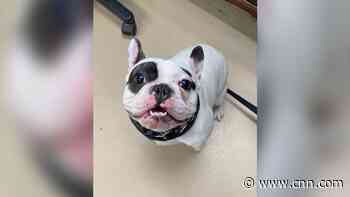 New York shelter wants you to adopt this 'jerk' dog