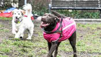 In diesen Parks können Hunde in Pankow, Prenzaluer Berg und ... - Berliner Morgenpost