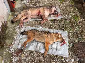 RECUPERATO A CELARDA DI FELTRE UNO SCIACALLO ... - Radio Più