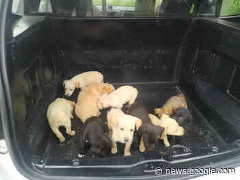 Polícia Militar resgata filhotes de cachorros abandonados em Cotia - Cotia e Cia