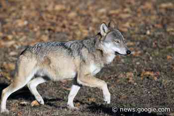 Boca è allarme per i lupi - Prima Novara