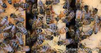 'Sweet' victory for Aussie honey producers - Western Advocate