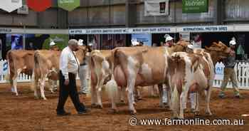 Action from the classes in the International Dairy Week Guernsey Show
