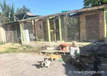 Civitanova, al gattile oltre cento felini adottati nel 2022 - Centropagina