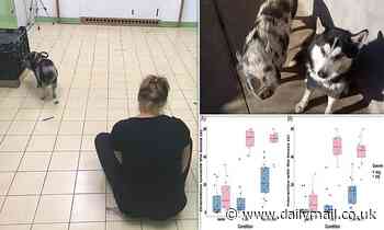 Pigs do not try to show interesting things to humans like dogs do, study finds