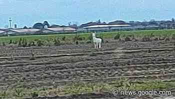 Avvistato un raro esemplare di capriolo albino nei campi del Friuli ... - Nordest24.it