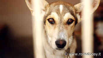 Pet Rescue Italia: l’associazione rischia di chiudere