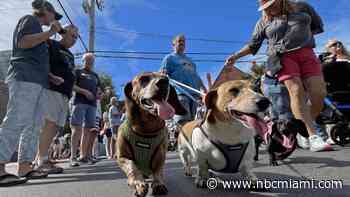 Dachshunds Take to the Streets for Parade in Key West's ‘Wienerpalooza'