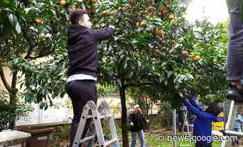 Raccolta delle arance in villetta Giaquinto a Caserta | - CasertaWeb