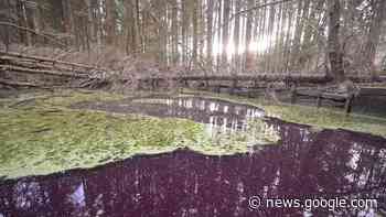 Purpurfarbener Teich in Hildesheim: Das sind die Gründe - Süddeutsche Zeitung - SZ.de
