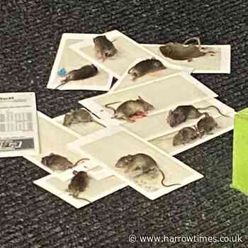 Rat problem at Flip Out trampoline park in Brent Cross