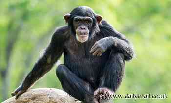Chimpanzees also seek teenage kicks! Adolescent chimps take more risks than older apes, study finds 