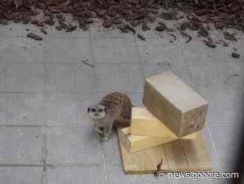 Un suricate et un serval, en quarantaine, sont les derniers arrivés - Echo Républicain