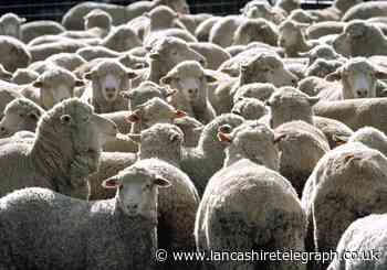 More than 20 dead sheep found dumped around Clitheroe