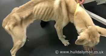 Cruel pet owner allowed dog to get so emaciated every bone in its body was visible