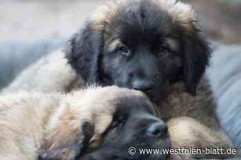 Lemförde: Feuerwehr rettet zwei Hundewelpen
